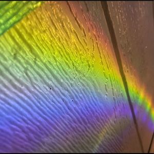 Meet your Posher, Bailey